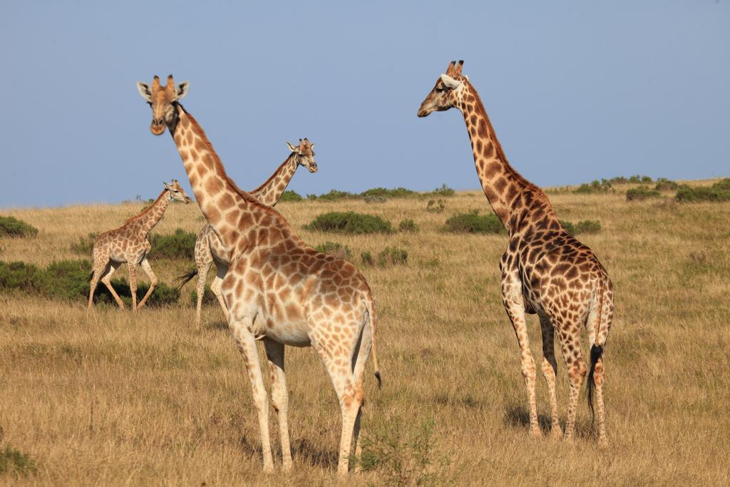 Botlierskop Bush Villas Sandhoogte Zewnętrze zdjęcie