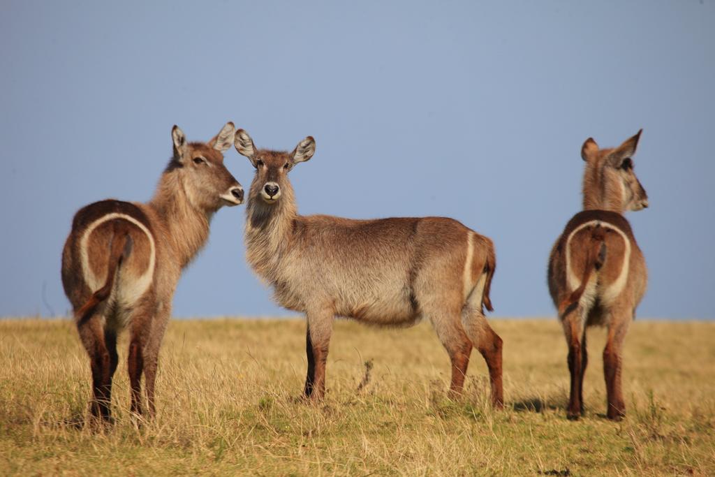 Botlierskop Bush Villas Sandhoogte Zewnętrze zdjęcie