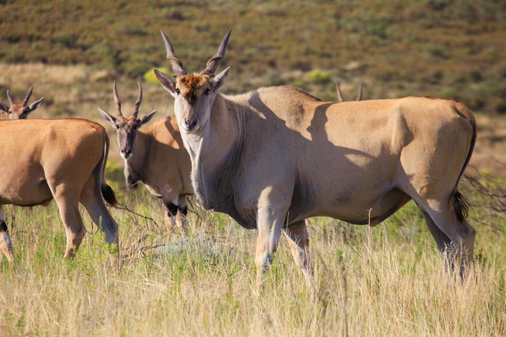 Botlierskop Bush Villas Sandhoogte Zewnętrze zdjęcie